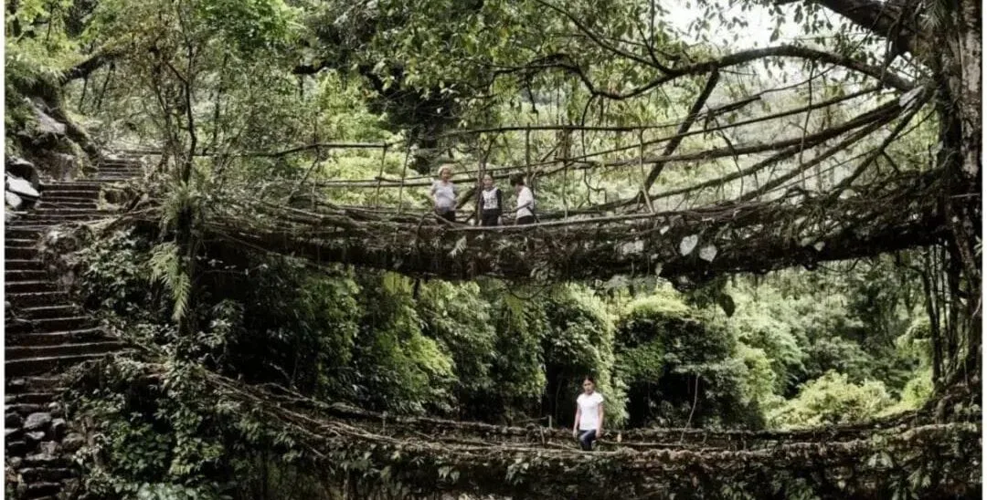 यहां के आदिवासी बनाते हैं जीवित पुल, जो वर्ल्‍ड हेरिटेज साइट्स में है शामिल