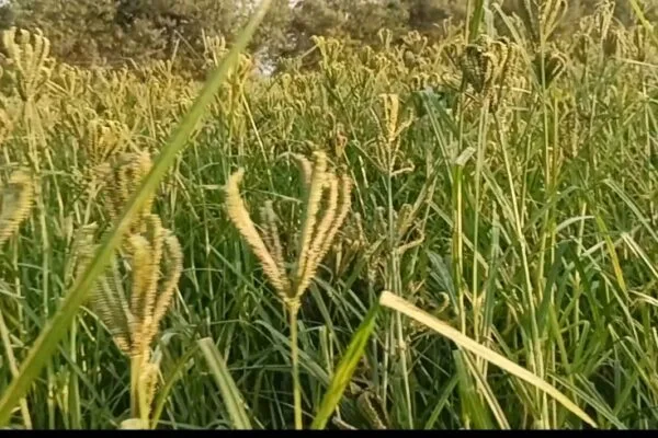 ओडिशा में 9 नवंबर को होगी मिलेट अंतरराष्ट्रीय सम्मेलन का आयोजन, बनेगा पहला राज्य