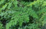 10 Incredible Benefits of Moringa: The Miracle Tree for Your Health