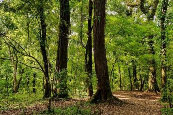 सरना स्थल सिर्फ एक पेड़ बनकर रह गए, क्या यह आदिवासियों के विनाश का संकेत है? अन्य लोगों पर इसका प्रभाव