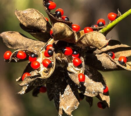 “रत्ती” का महत्व और रहस्य