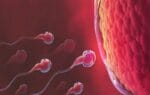 What should be the correct duration of ejaculation during intercourse?