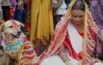 संथाल समाज और कुत्ता विवाह: एक सांस्कृतिक परंपरा का विश्लेषण