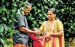 Tribal Farmer in Kerala Keeps Tradition Alive with 50 Pepper Varieties