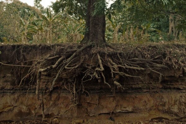 रथ यात्रा में पेड़ लगाने की परंपरा क्यों है? क्या हमारे पूर्वज पर्यावरण विज्ञान को हमसे बेहतर समझते थे?